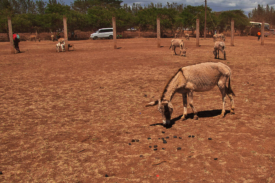 Kuriose Schmuggelware: Polizei sichert tausende Esel-Penisse