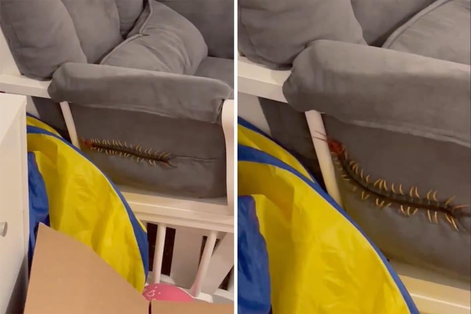 Igitt! So einen großen Tausendfüßler möchte wohl niemand plötzlich in seiner Wohnung entdecken.