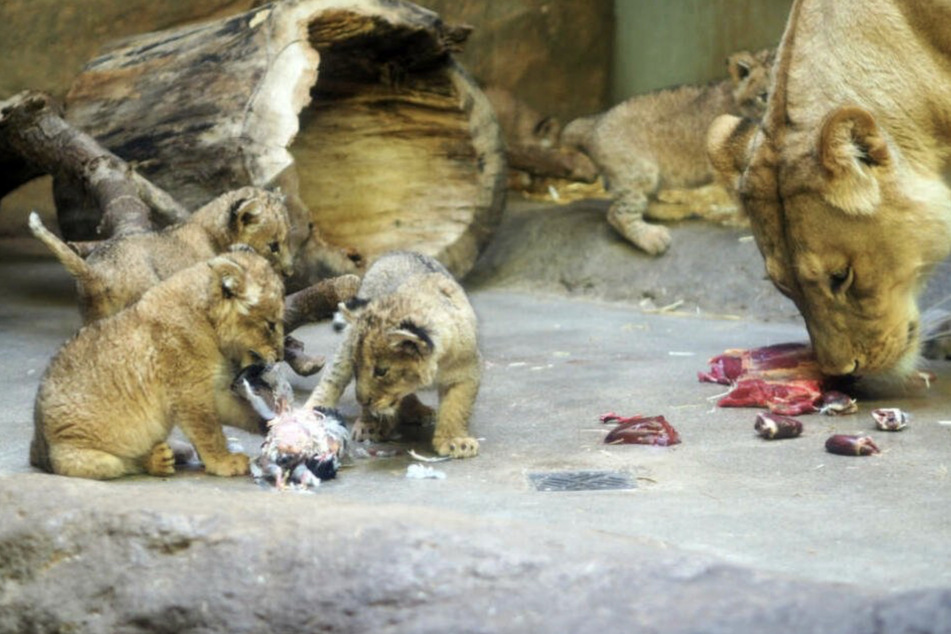 Nach Tod von Leipziger Baby-Löwen: PETA fordert Zuchtstopp