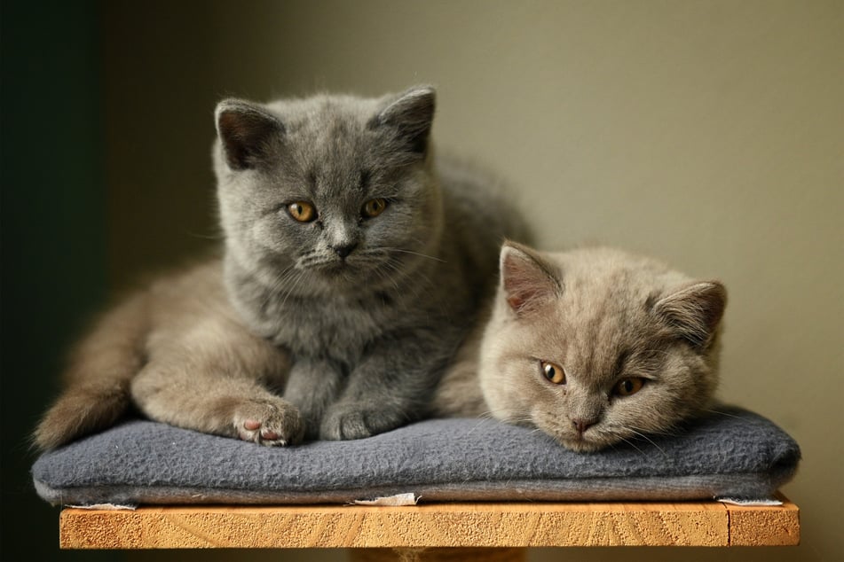 There are few cats cuter than the British shorthair, especially when they're kittens.