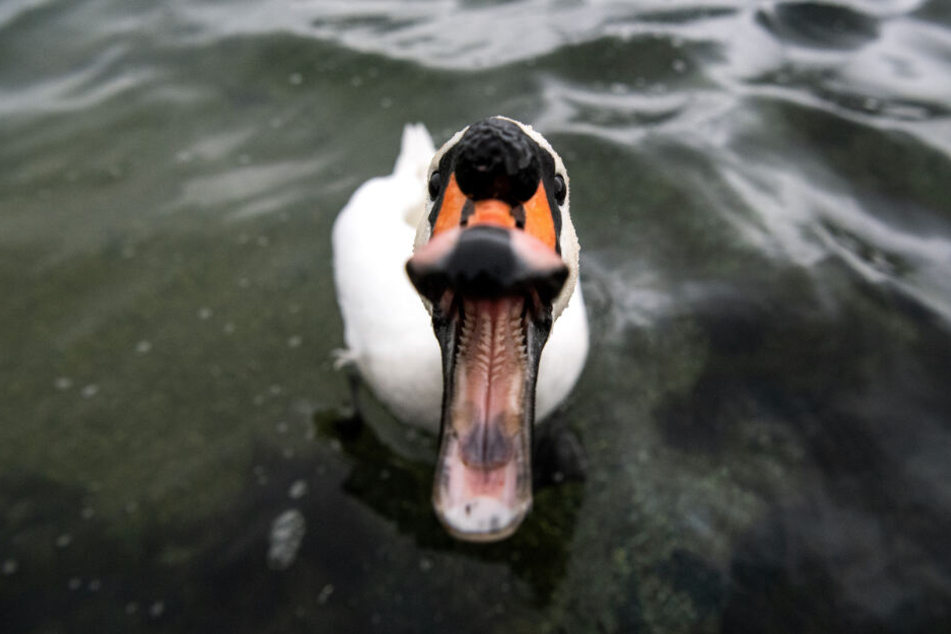 Ein Schwan schnappt auf dem Tegernsee nach Futter. (Symbolbild)