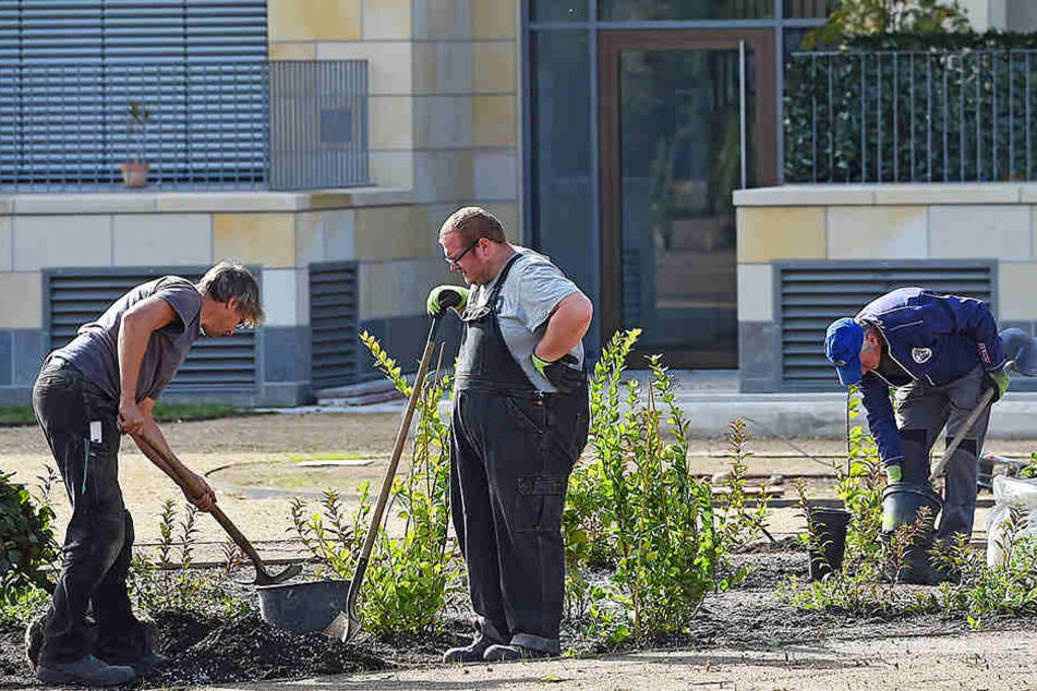 Momentan werden die letzten Gewächse eingesetzt.