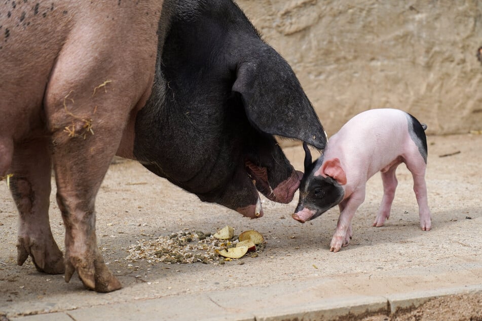 Die jungen Schweine kamen Ende Januar gesund und munter zur Welt.