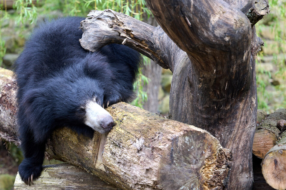 Lippenbären können in Zoohaltung bis zu 30 Jahre alt werden.(Symbolbild)