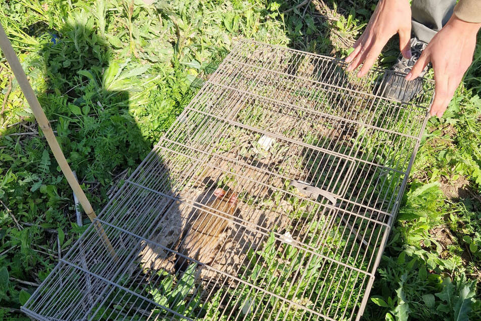 Ziel ist es, die gezüchteten Tiere später auszuwildern.