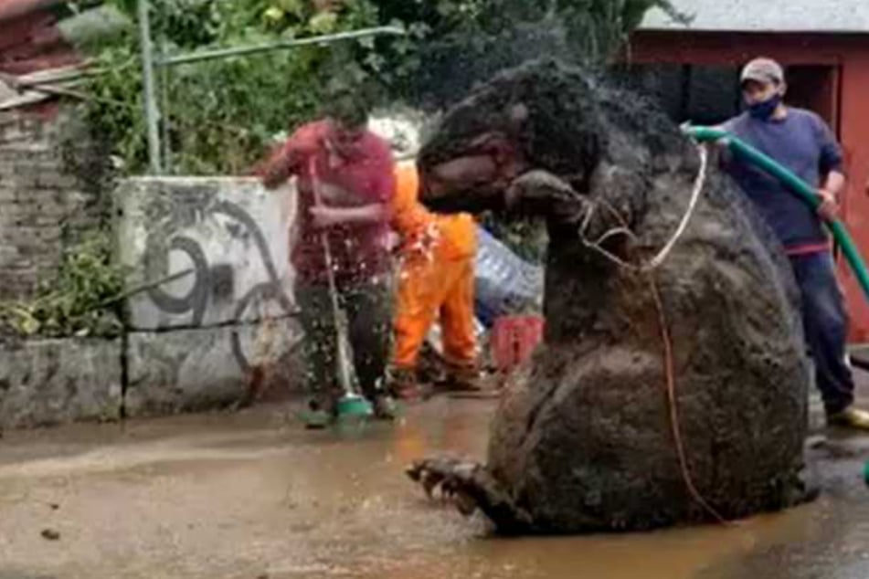 Shocked workers find huge "rat" in the sewers