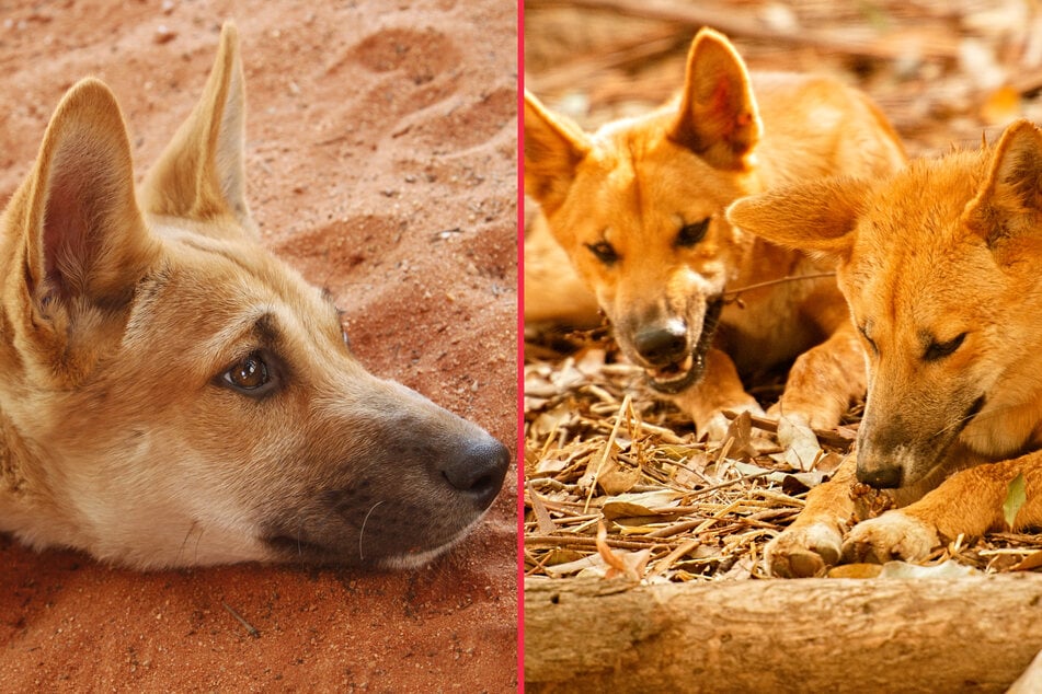 Dingoes are wild dogs, but do they actually eat human babies?