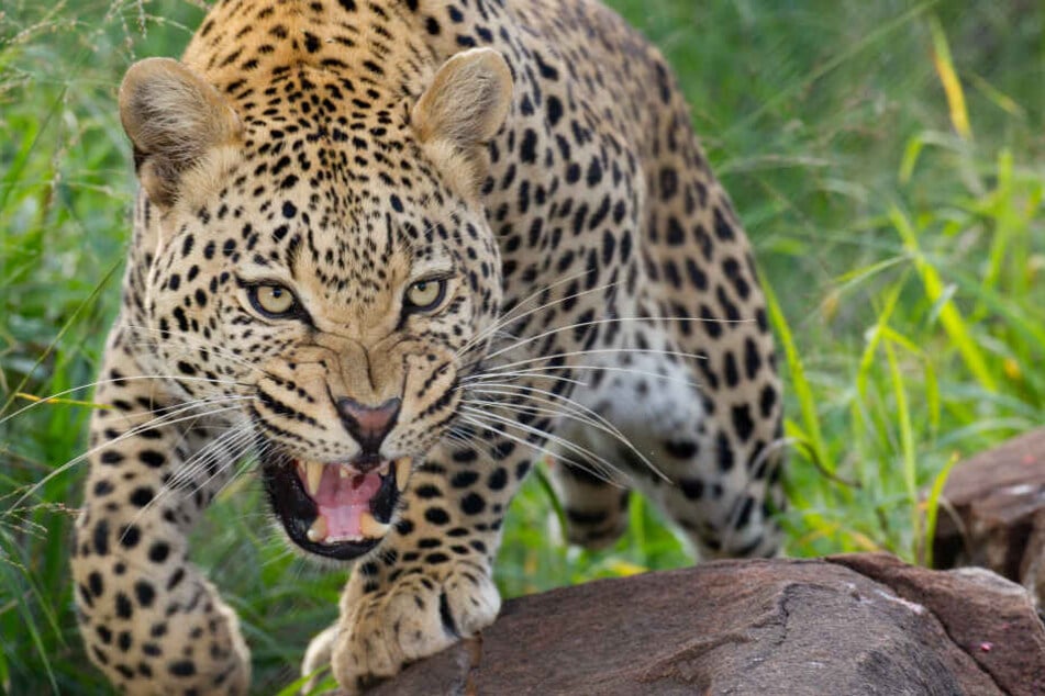 Die Jagd auf den Leoparden hat begonnen. (Symbolbild)