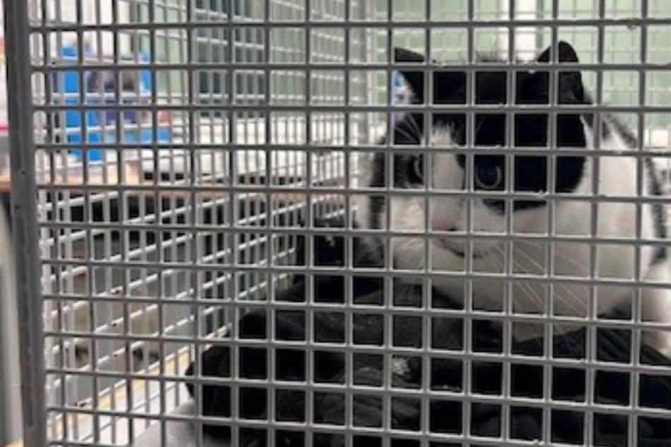 Katze hüpft in Zug, der fährt los: Vierbeiner "Lizzy" erlebt Happy-End