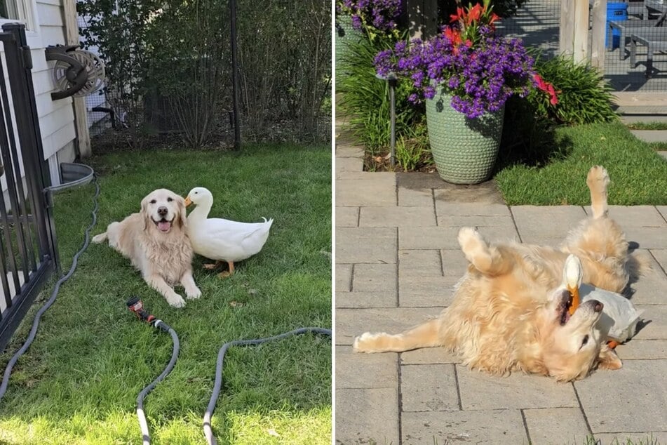 Dog and duck have become the bestest of buds, and the internet can't get enough!
