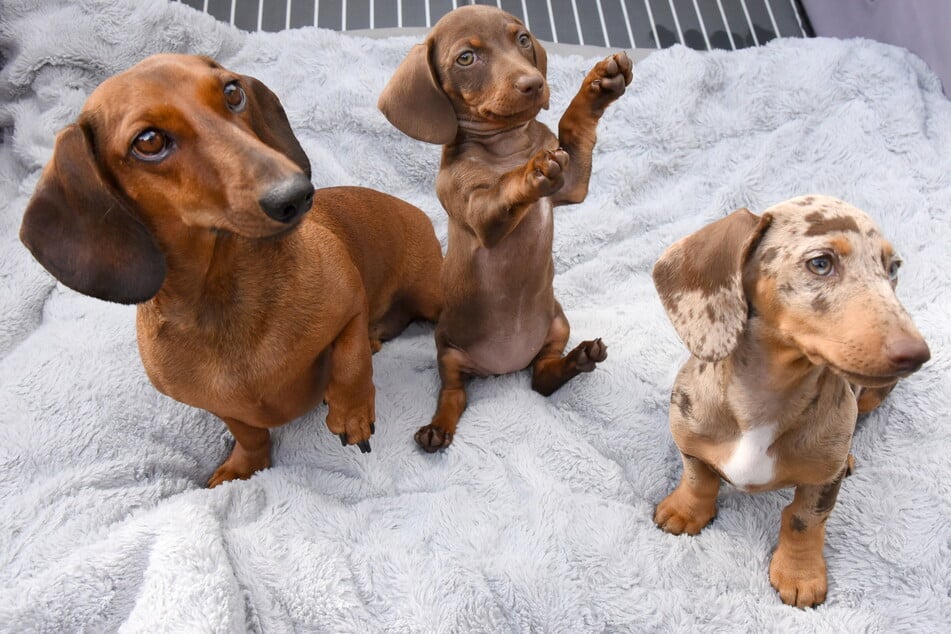 Zwergdackel Hector (6) neben den Welpen Hazel und Avani. Ihnen soll er das Modeln beibringen.