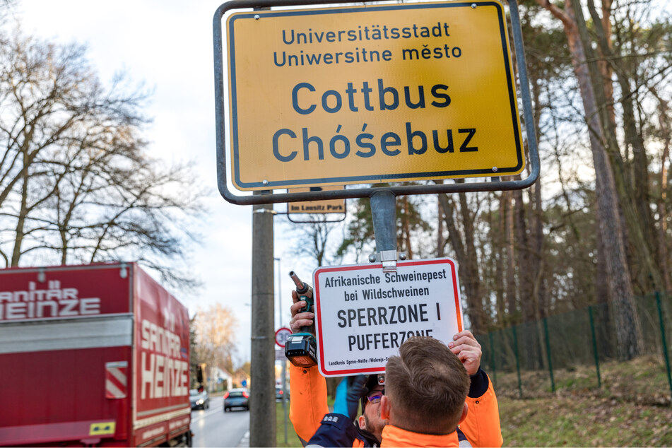 Auch das Cottbuser Stadtgebiet ist von der Tierseuche betroffen.