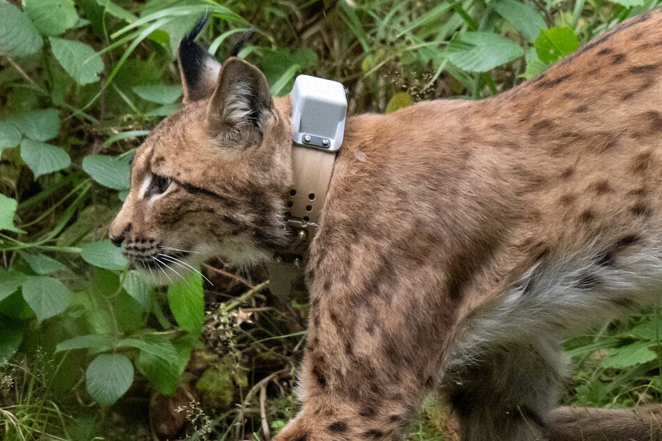 Bei seiner Auswilderung sprintete das Luchsmännchen Anton bei Eibenstock in den Wald.