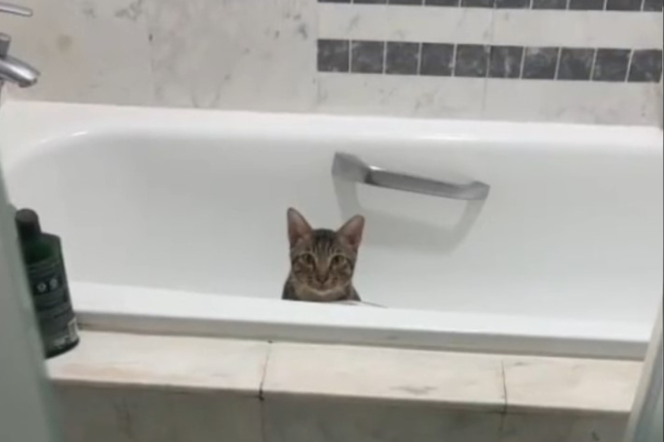 Tommy the cat retreats to the bathtub each night.