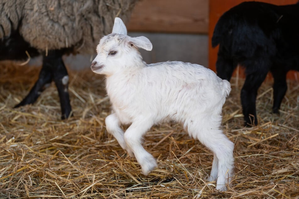 Die Ziegen sorgen für frischen Wind und begeistern die Besucher mit ihrer neugierigen Art.