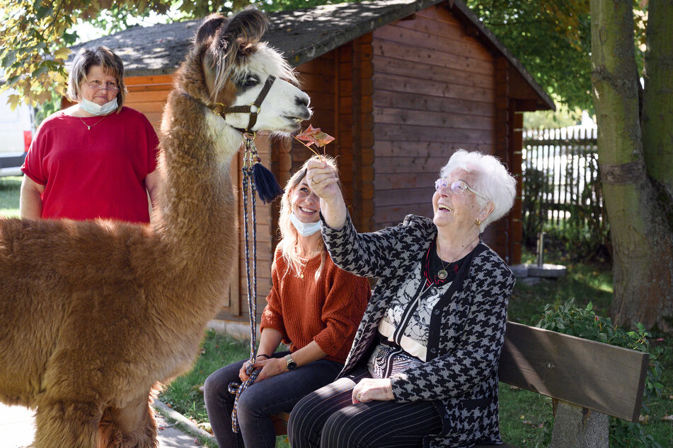Besonders ältere Menschen leiden unter Einsamkeit. In Thüringen besuchen Alpakas ein Seniorenheim in Rudolstadt. Mit der Kulturpatenschaft wäre auch ein gemeinsamer Zoobesuch möglich.