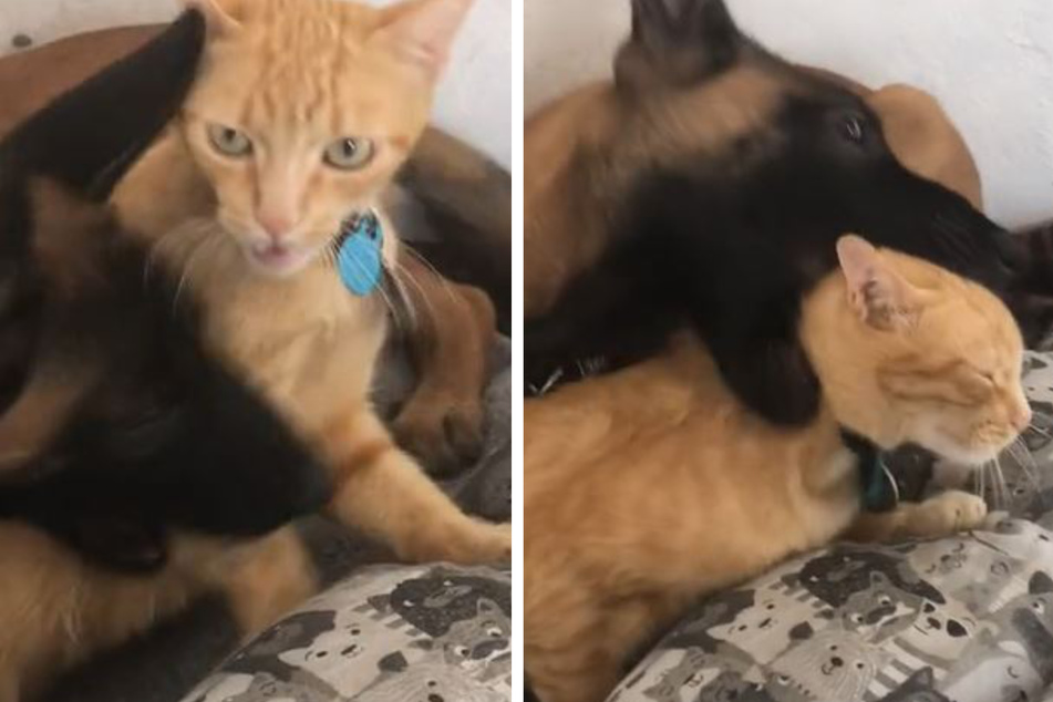 Cat-dog sibling rivalry takes a surprising turn when tragedy strikes