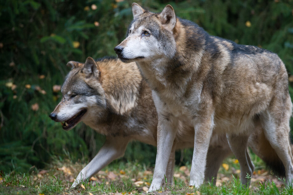 Wölfe stehen in Deutschland unter Naturschutz. Über ihren derzeitigen Schutzstatus soll in der EU beraten werden. (Symbolbild)