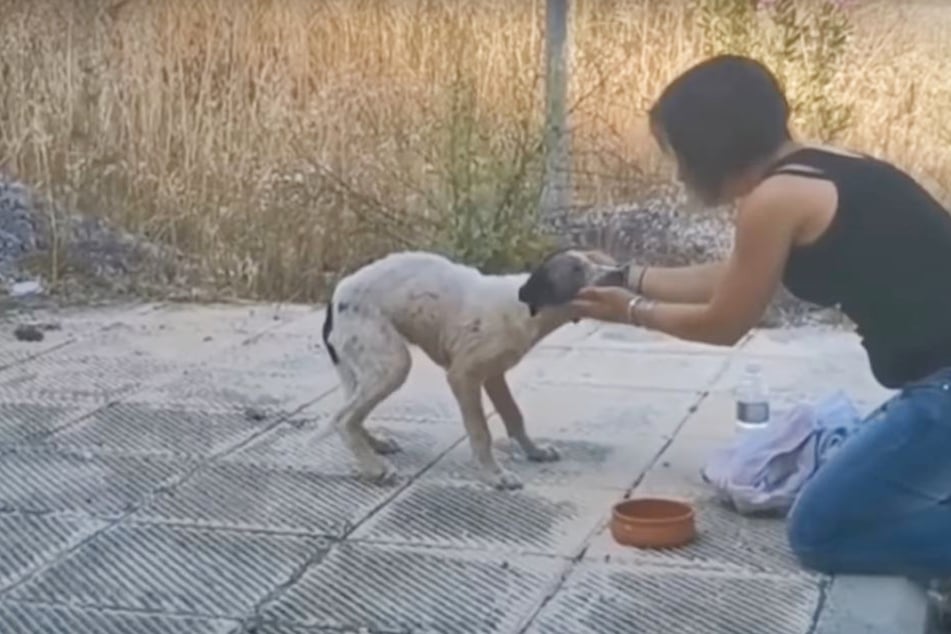 Frau will verlassenen Hund retten: Als sie näher kommt, wird das nächste Problem klar