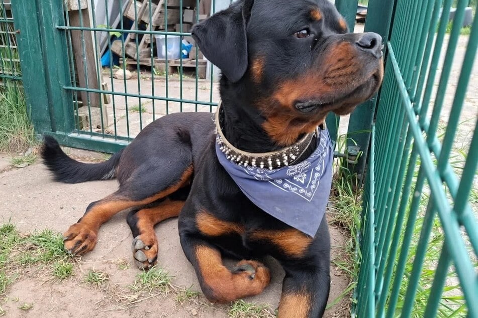 Muffin braucht konsequente und klare Führung.