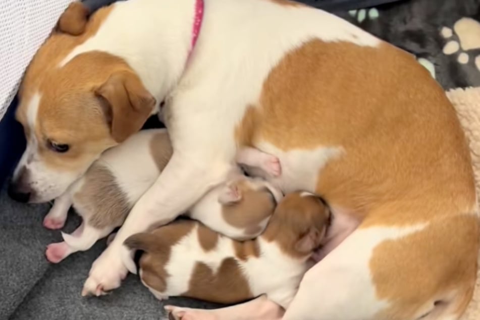 Scottie wurde zur Überraschung ihrer Besitzer Hunde-Mama.