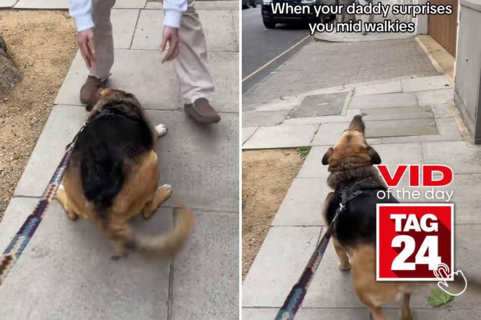 viral videos: Viral Video of the Day for June 26, 2023: Delightful dog has the most adorable greeting!