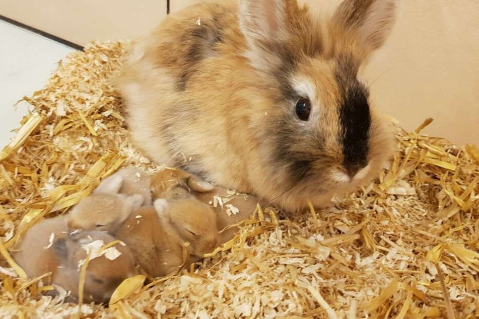 Mama Alina kann nun ihre vier Jungtiere in aller Ruhe aufziehen.