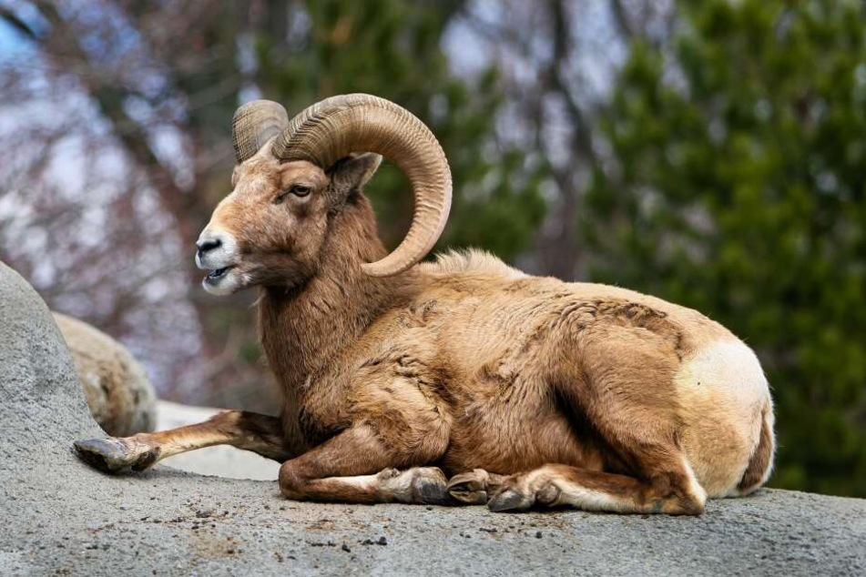 Einheimische Dickhornschafe werden von den Ziegen bedroht. (Symbolbild)