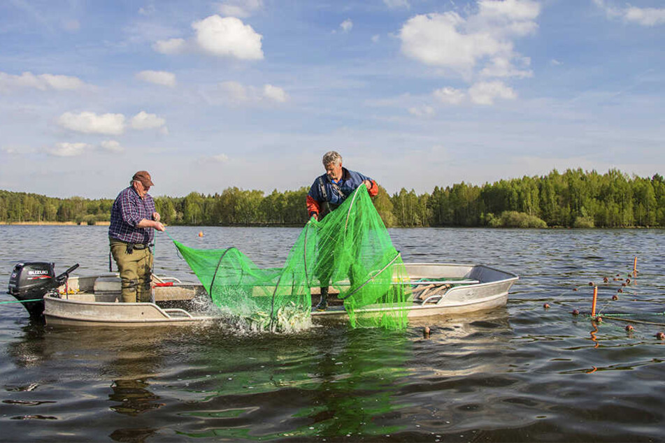 In Bautzen wurden zwei Großreusen in die Flachwasserbereiche der Talsperre eingebracht, um die Weißfische an ihren Laichplätzen bezüglich Stückzahl und Masse begutachten zu können.