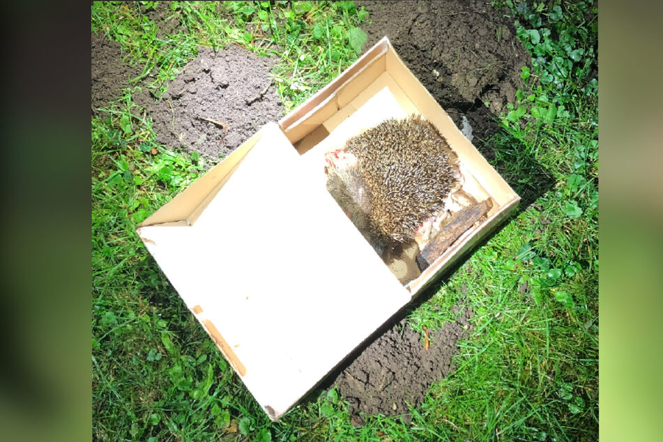 Die Frau hatte einen Karton vergraben - innen drin befand sich ein toter Igel.