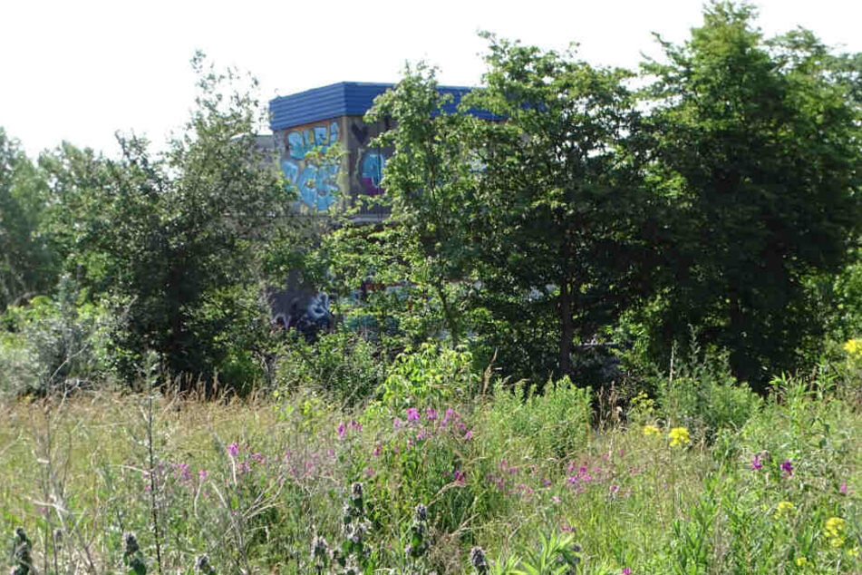Der Wilhelm-Leuschner-Platz im Sommer - bisher ein Paradies für Insekten und Singvögel.