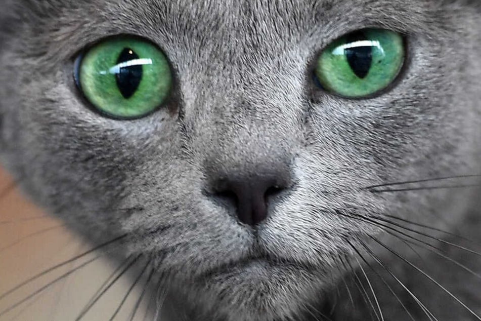 Die Katze konnte glücklicherweise gerettet werden. (Symbolbild)