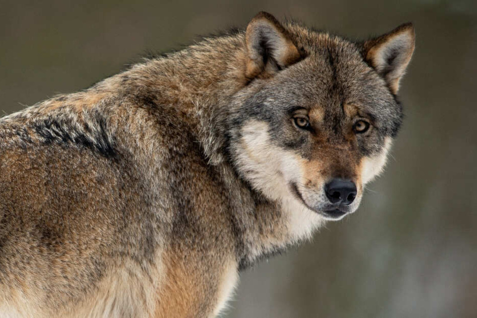 Könnte ein Wolf einen Menschen angreifen?