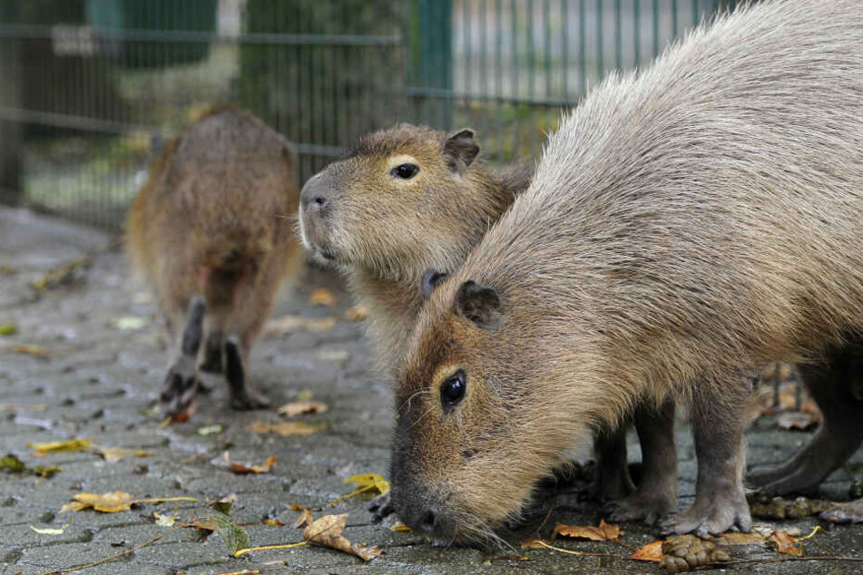 Zwei Wasserschwein-Damen sind in den Chemnitzer Tierpark gezogen, die Chemnitzer dürfen über ihre Namen mitentscheiden.