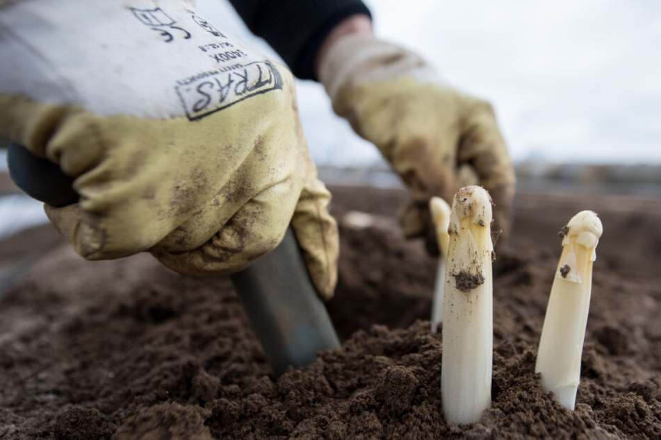 Spargel-Bauern rechnen mit einem guten Jahr (Symbolfoto).