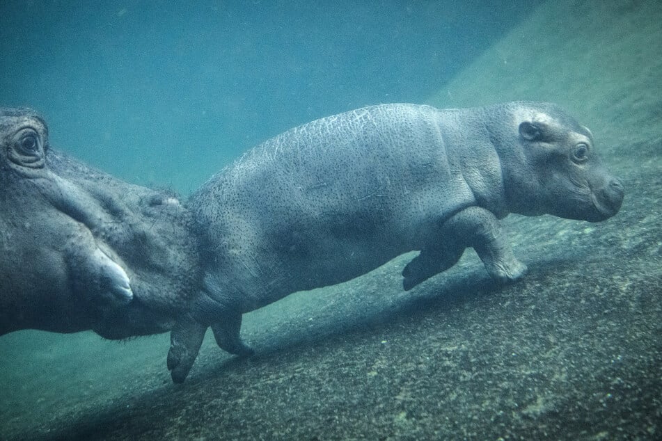 Auch der Hippo-Nachwuchs kann bestaunt werden.