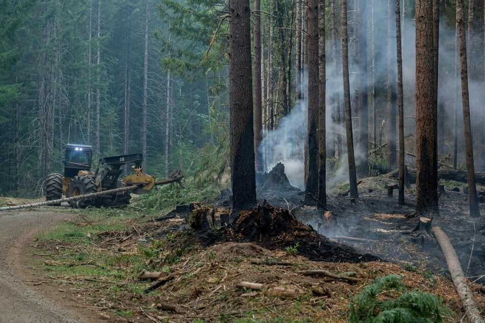 Fast 35.000 Hektar Wald gingen schon in Flammen auf.