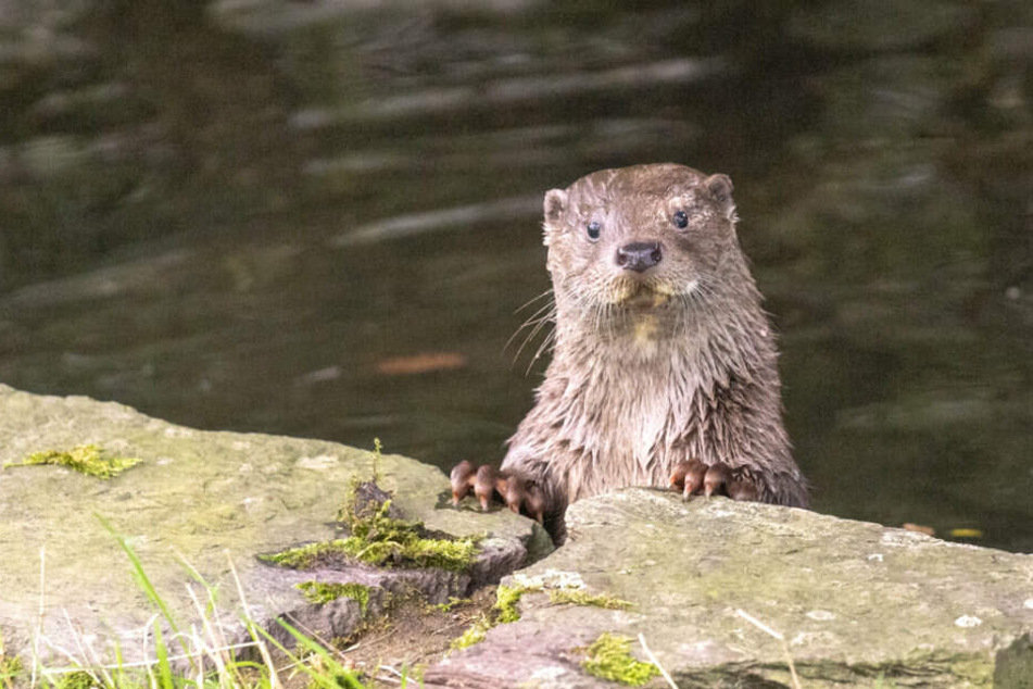 Das noch namenlose Fischotter-Weibchen lässt es sich im Kölner Zoo gut gehen.