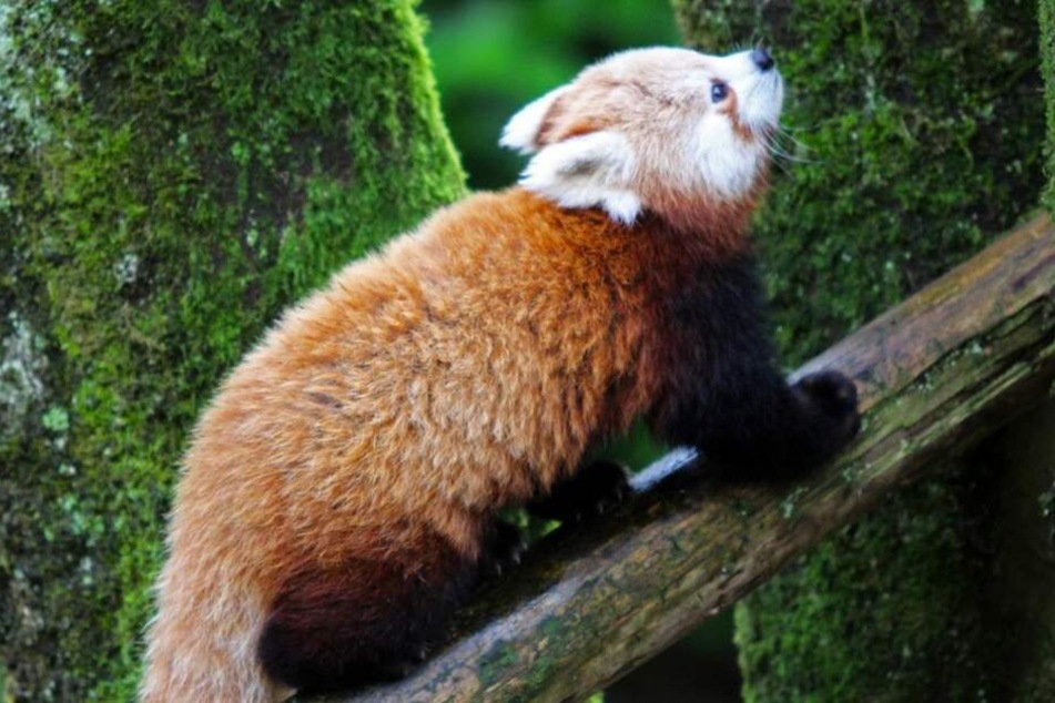 Der rote Panda hatte wohl keine Lust mehr auf den langweiligen Zoo-Alltag in Belfast und büxte aus.