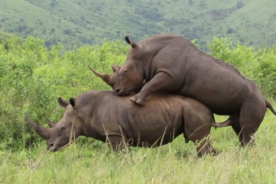 Der Nashorn-Bulle bei der erfolgreichen Paarung.