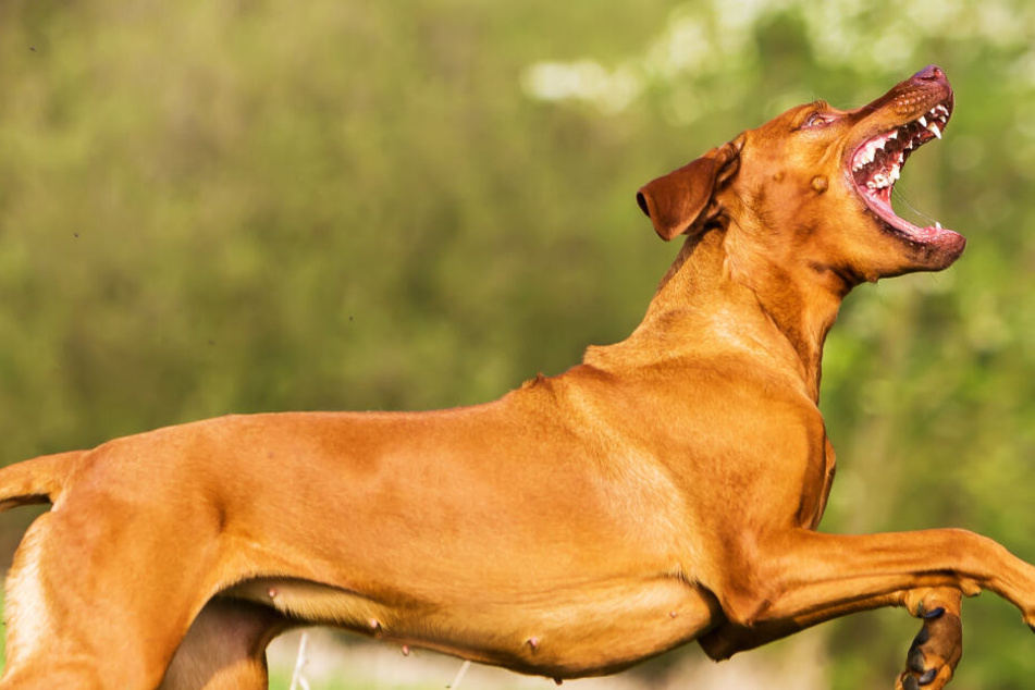 Das Archivbild zeigt einen Rhodesian Ridgeback. Ein Hund dieser Rasse griff die Frau in Kassel an.