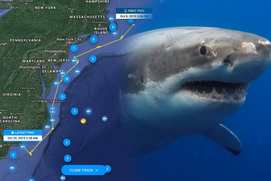 Mit Dieser App Kann Man Weisse Haie Im Meer Verfolgen Tag24