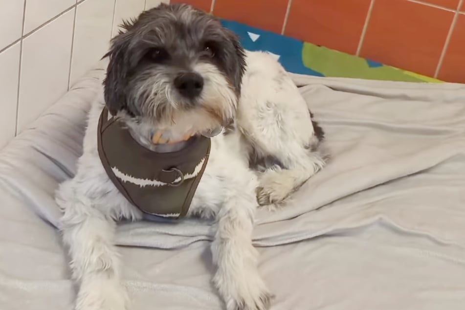Matcha saß nach der "Abfuhr" nur einen Tag im Tierheim, wurde dann endgültig vermittelt.
