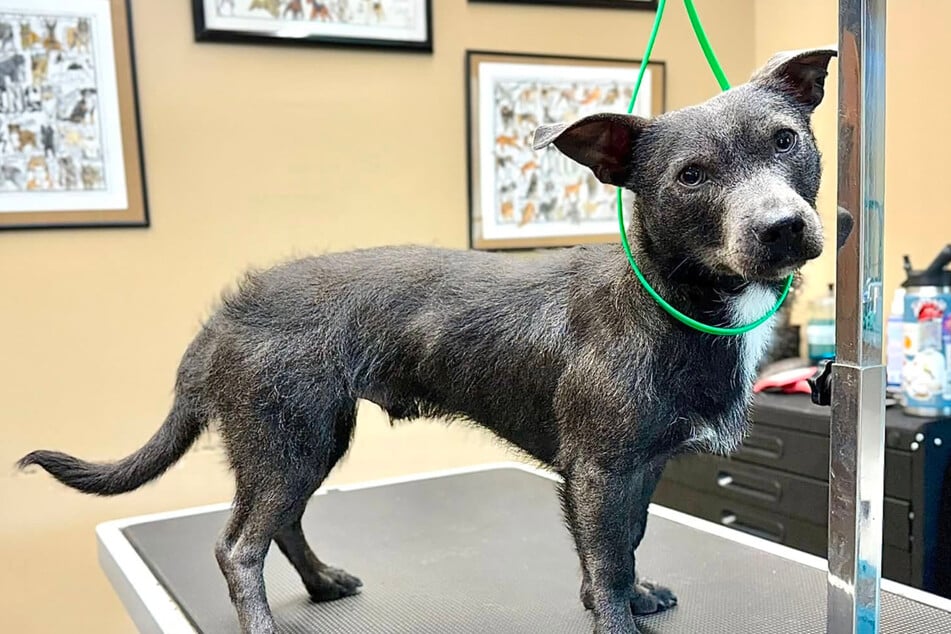 Hund sieht so seltsam aus, dass Frauchen DNA-Test macht: Verwirrung ist danach perfekt