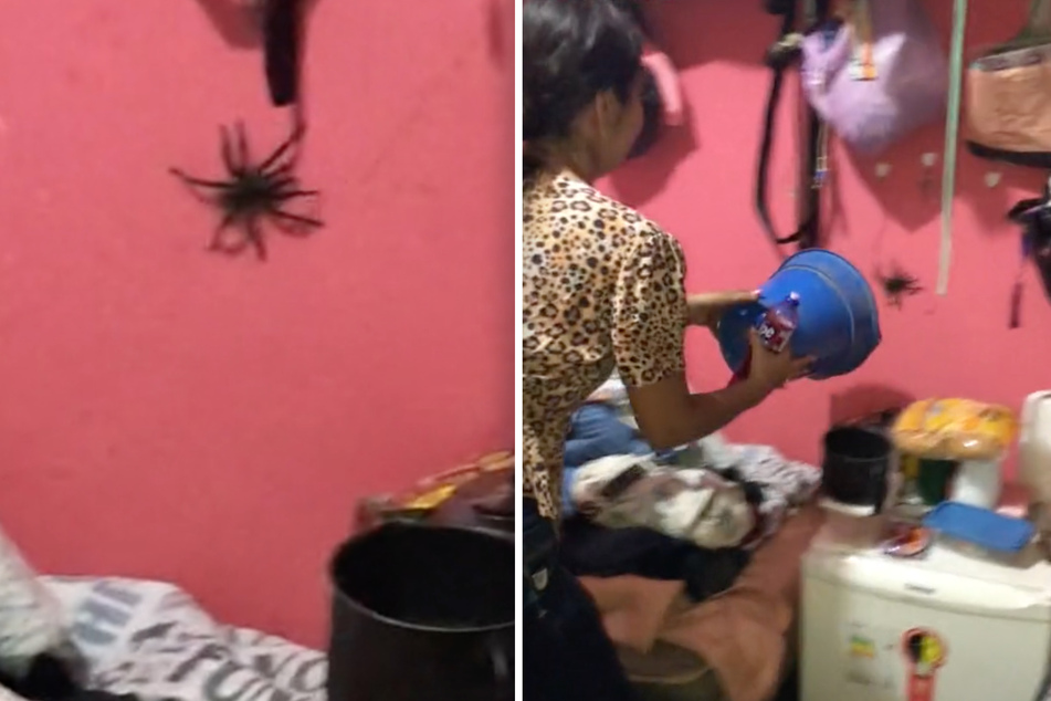 Was für ein Monster: Unter lautem Gekreisch versucht die heldenhafte Frau, eine riesige Spinne einzufangen.