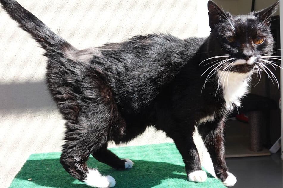 Katzenoma Tanita musste mit 17 Jahren zurück ins Tierheim, da ihre Besitzerin leider in ein Pflegeheim umziehen musste.