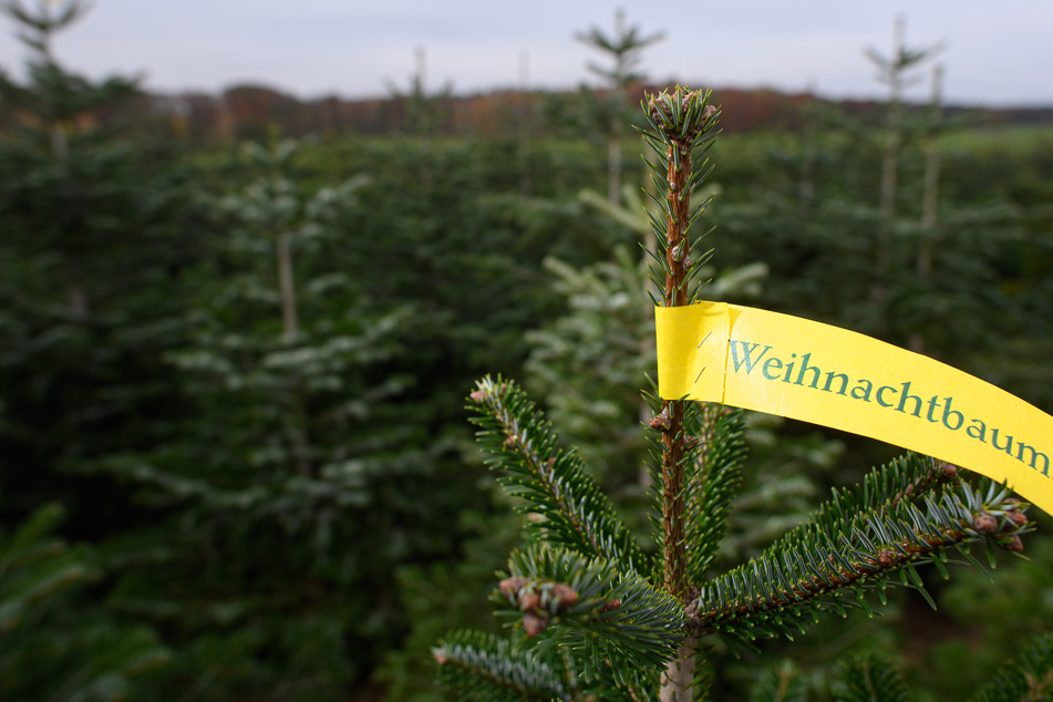Nordmanntannen stehen auf einer Weihnachtsbaumplantage bei Thiendorf.