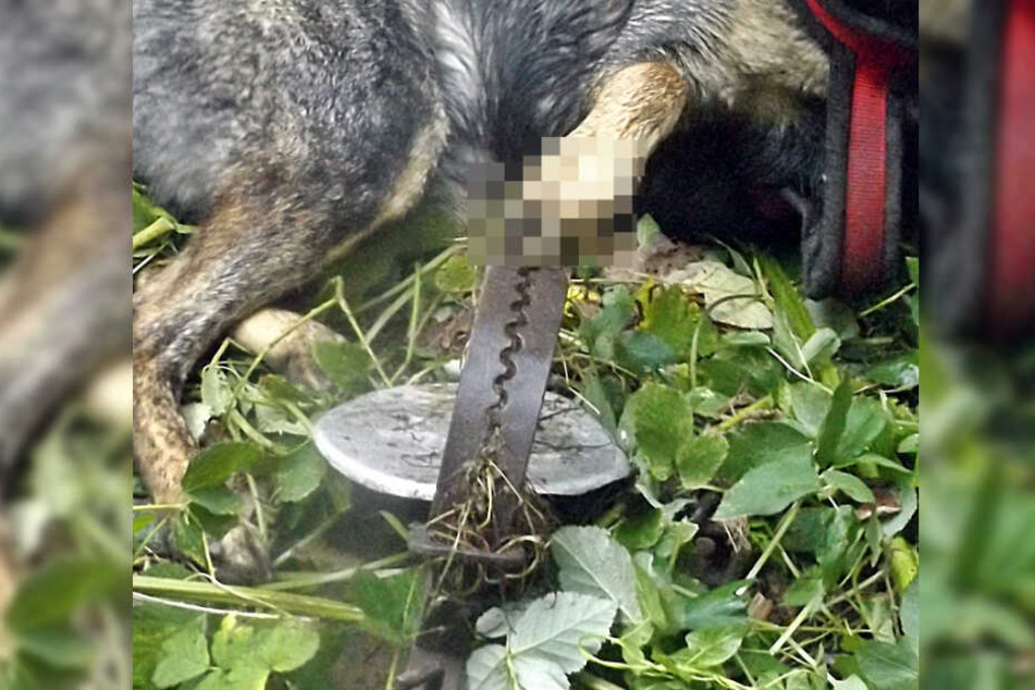 Das Bein des Hundes blieb in der Falle stecken.