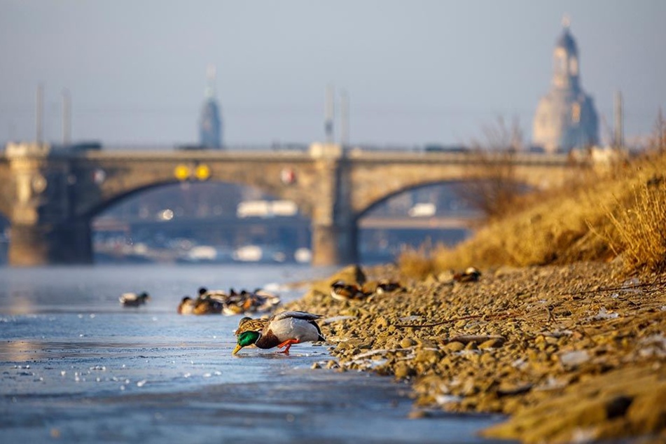 Am Neustädter Elbufer rücken die Enten zusammen. Am Ufer bilden sich erste Eisschollen.