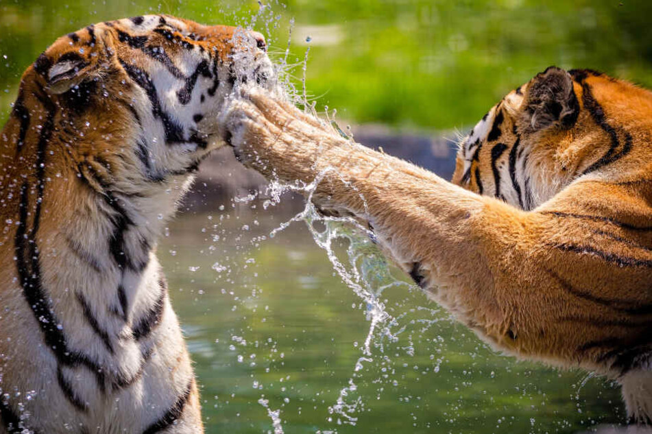 Zwei Bengalische Tiger griffen am Wochenende die Aktivistin Patty Perry an. (Symbolbild)